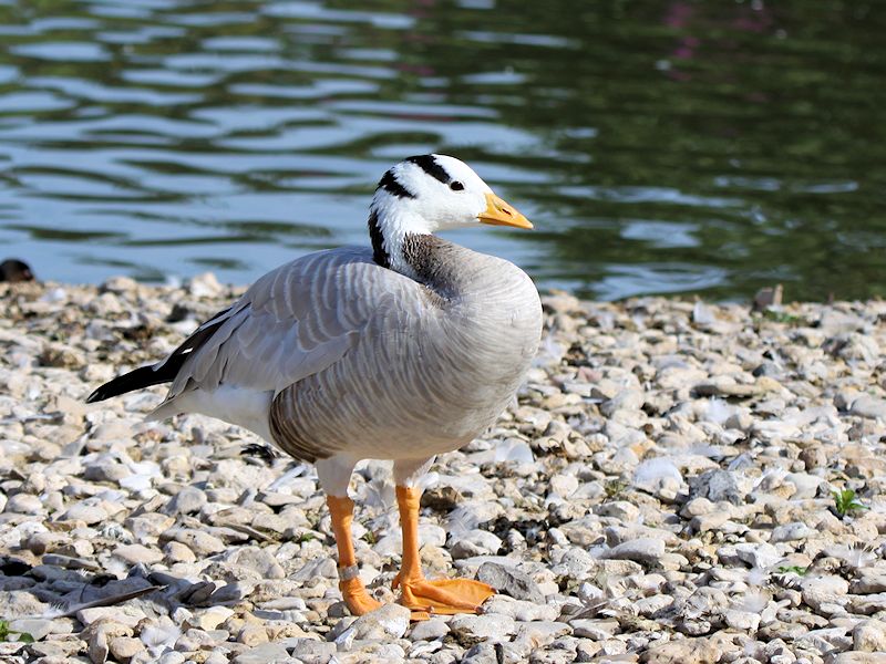 Bar-Headed Goose (WWT Slimbridge 16/08/16) ©Nigel Key