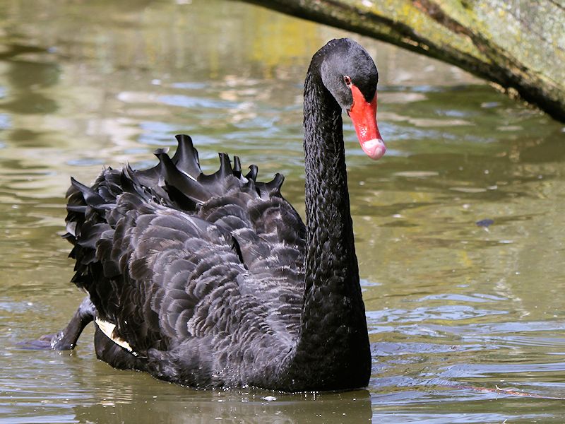 Black Swan (WWT Slimbridge 16/08/16) ©Nigel Key