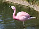 Andean Flamingo (WWT Slimbridge August 2016) - pic by Nigel Key