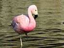 Andean Flamingo (WWT Slimbridge 16/08/16) ©Nigel Key