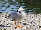 Bar-Headed Goose (WWT Slimbridge 16/08/16) ©Nigel Key