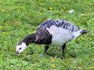 Barnacle Goose (WWT Slimbridge 16/08/16) ©Nigel Key