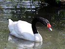 Black-Necked Swan (WWT Slimbridge August 2016) - pic by Nigel Key