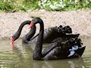 Black Swan (WWT Slimbridge 16/08/16) ©Nigel Key
