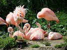 Chilean Flamingo (WWT Slimbridge August 2016) - pic by Nigel Key