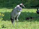 Eurasian Crane (WWT Slimbridge 16/08/16) ©Nigel Key