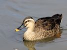 Spot-Billed Duck (WWT Slimbridge 16/08/16) ©Nigel Key