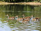 West Indian Whistling Duck (WWT Slimbridge August 2016) - pic by Nigel Key
