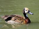 White-Faced Whistling Duck (WWT Slimbridge August 2016) - pic by Nigel Key