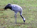 Eurasian Crane (WWT Slimbridge 05/10/17) ©Nigel Key
