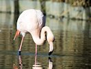 Greater Flamingo (WWT Slimbridge 05/10/17) ©Nigel Key