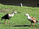 Orinoco Goose (WWT Slimbridge October 2017) - pic by Nigel Key