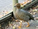 Ruddy-Headed Goose (WWT Slimbridge October 2017) - pic by Nigel Key