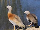 Ashy-Headed Goose (WWT Slimbridge 13/03/17) ©Nigel Key