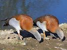 Ashy-Headed Goose (WWT Slimbridge 13/03/17) ©Nigel Key