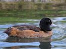 Black-Headed Duck (WWT Slimbridge 13/03/17) ©Nigel Key