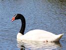 Black-Necked Swan (WWT Slimbridge March 2017) - pic by Nigel Key