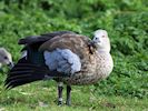 Blue-Winged Goose (WWT Slimbridge 13/03/17) ©Nigel Key