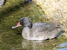 Freckled Duck (WWT Slimbridge 13/03/17) ©Nigel Key