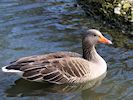 Greylag Goose (WWT Slimbridge 13/03/17) ©Nigel Key