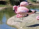 Andean Flamingo (WWT Slimbridge May 2017) - pic by Nigel Key