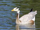 Bar-Headed Goose (WWT Slimbridge 26/05/17) ©Nigel Key