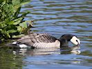 Barnacle Goose (WWT Slimbridge 26/05/17) ©Nigel Key