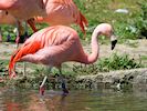 Chilean Flamingo (WWT Slimbridge 26/05/17) ©Nigel Key