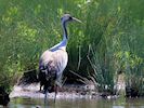 Eurasian Crane (WWT Slimbridge 26/05/17) ©Nigel Key