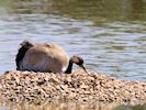 Eurasian Crane (WWT Slimbridge May 2017) - pic by Nigel Key