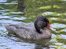 Freckled Duck (WWT Slimbridge 26/05/17) ©Nigel Key