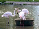 Greater Flamingo (WWT Slimbridge 26/05/17) ©Nigel Key