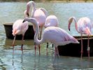 Greater Flamingo (WWT Slimbridge 26/05/17) ©Nigel Key