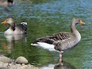 Greylag Goose (WWT Slimbridge 26/05/17) ©Nigel Key