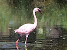 Lesser Flamingo (WWT Slimbridge 26/05/17) ©Nigel Key