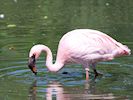 Lesser Flamingo (WWT Slimbridge 26/05/17) ©Nigel Key