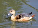 Lesser Whistling Duck (WWT Slimbridge May 2017) - pic by Nigel Key