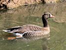 Lesser White-Fronted Goose (WWT Slimbridge May 2017) - pic by Nigel Key