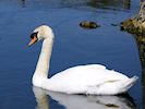 Mute Swan (WWT Slimbridge 26/05/17) ©Nigel Key