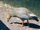 Ruddy-Headed Goose (WWT Slimbridge May 2017) - pic by Nigel Key
