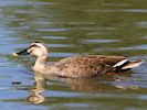 Spot-Billed Duck (WWT Slimbridge 26/05/17) ©Nigel Key