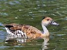 West Indian Whistling Duck (WWT Slimbridge May 2017) - pic by Nigel Key