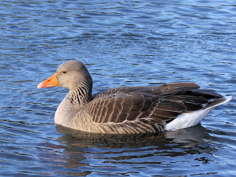 Greylag Goose (WWT Slimbridge 30/11/17) ©Nigel Key