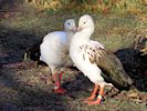 Andean Goose (WWT Slimbridge 30/11/17) ©Nigel Key