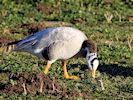 Bar-Headed Goose (WWT Slimbridge 30/11/17) ©Nigel Key