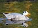 Bar-Headed Goose (WWT Slimbridge November 2017) - pic by Nigel Key