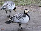 Barnacle Goose (WWT Slimbridge 30/11/17) ©Nigel Key