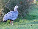 Cape Barren Goose (WWT Slimbridge November 2017) - pic by Nigel Key