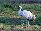 Eurasian Crane (WWT Slimbridge 30/11/17) ©Nigel Key