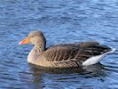 Greylag Goose (WWT Slimbridge 30/11/17) ©Nigel Key